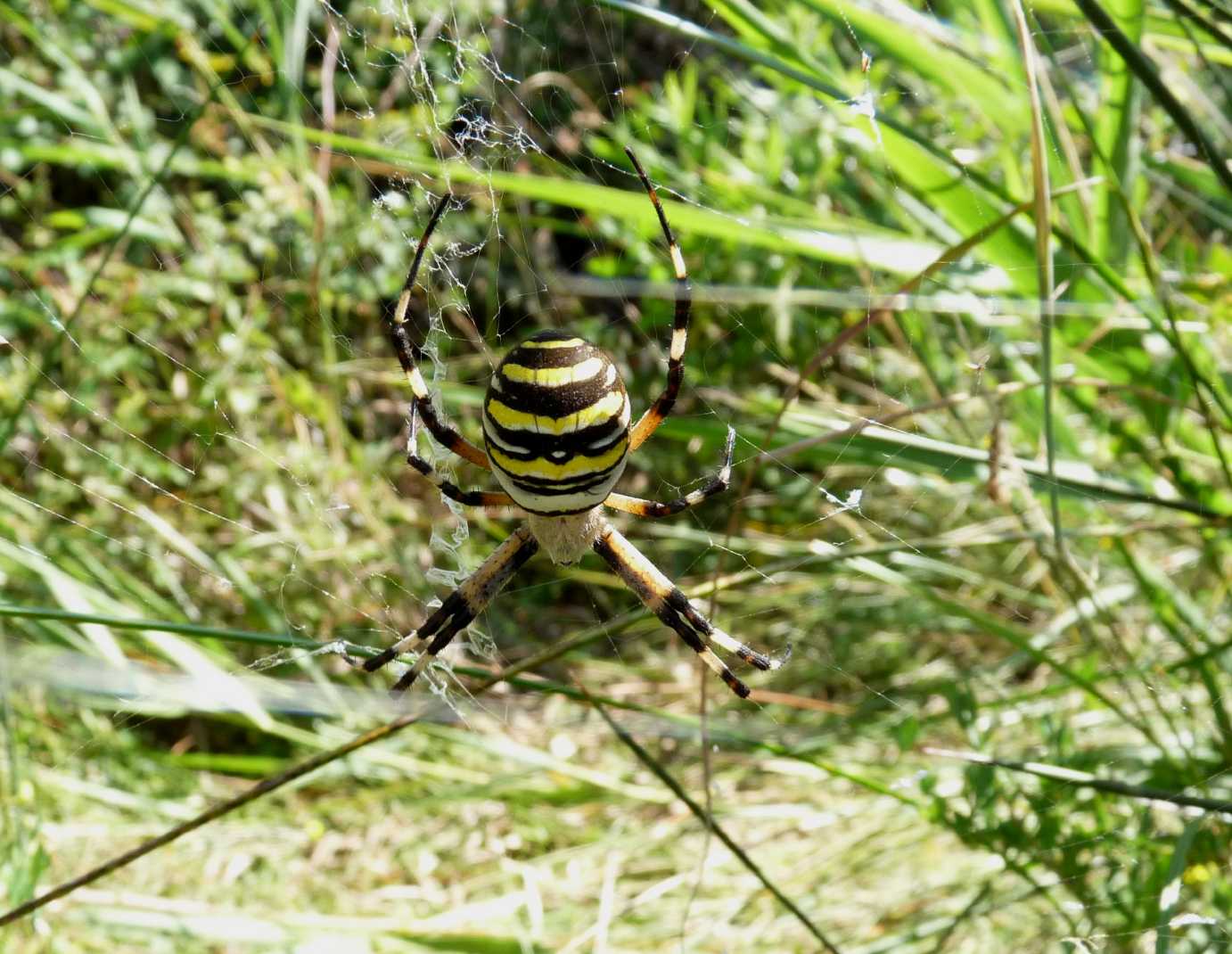 Il paradiso delll''Argiope